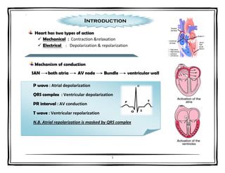 `
1
P wave : Atrial depolarization
QRS complex : Ventricular depolarization
PR interval : AV conduction
T wave : Ventricular repolarization
N.B. Atrial repolarization is masked by QRS complex
Heart has two types of action
 Mechanical : Contraction &relaxation
 Electrical : Depolarization & repolarization
Mechanism of conduction
SAN both atria AV node Bundle ventricular wall
Introduction
 