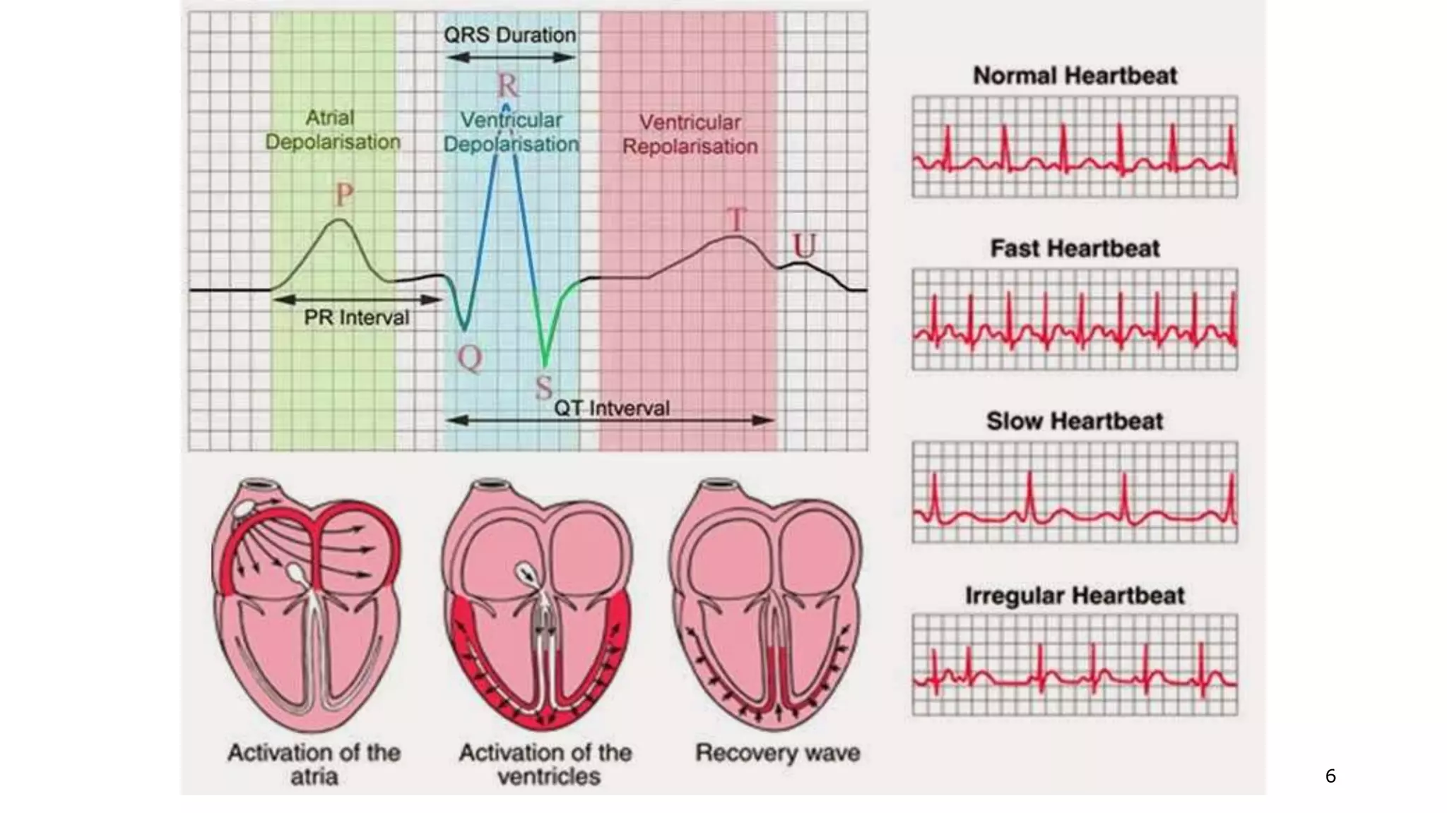ECG-Interpretation-ppt-for-student.pptx | Heart and Cardiovascular ...