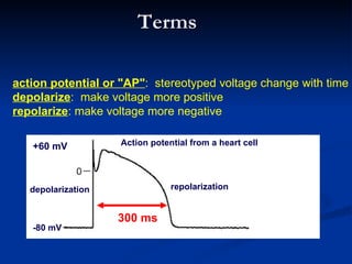 Terms

action potential or "AP": stereotyped voltage change with time
depolarize: make voltage more positive
repolarize: make voltage more negative

   +60 mV           Action potential from a heart cell




   depolarization               repolarization


                    300 ms
   -80 mV
 