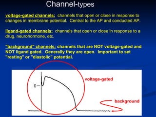 Channel-types
voltage-gated channels: channels that open or close in response to
changes in membrane potential. Central to the AP and conducted AP.

ligand-gated channels: channels that open or close in response to a
drug, neurohormone, etc.

"background" channels: channels that are NOT voltage-gated and
NOT ligand gated. Generally they are open. Important to set
"resting" or "diastolic" potential.




                                       voltage-gated




                                                       background
 