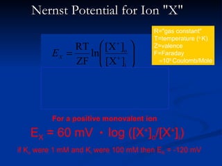 Nernst Potential for Ion "X"
                                       R="gas constant"
                                       T=temperature (o K)
                RT  [X ]o 
                           +
                                       Z=valence
         EX   =    ln + 
                      [X ]           F=Faraday
                ZF        i 
                                        ≈105 Coulomb/Mole


                2.3RT  [X ]o +

         EX   =       log + 
                          [X ] 
                  ZF            i 



         For a positive monovalent ion

   EX   = 60 mV . log ([X ] /[X ] )+
                                       o
                                            +
                                                i
if Ko were 1 mM and Ki were 100 mM then EK = -120 mV
 