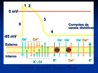 1 2
  0 mV

                                3
          0                                    Correntes de
                                               canais distólicas
                                    4
-85 mV
              Na+    Ca2+                Na+ Na+      Na+ Ca2+
Externo
membrana                                ATP   ATP

Interno
                                    K+         Ca2+          K+
                     K , Cl
                      +     -


          Correntes de canais Bomba            Troca
 
