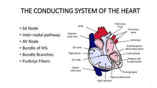 3
THE CONDUCTING SYSTEM OF THE HEART
• SA Node
• Inter-nodal pathway
• AV Node
• Bundle of HIS
• Bundle Branches
• Purkinje Fibers
 
