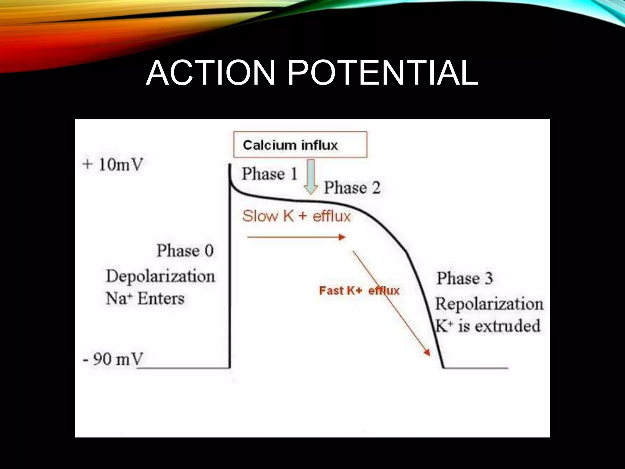ACTION POTENTIAL
 