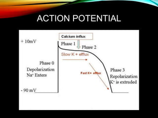 ACTION POTENTIAL
 