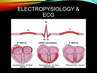 ELECTROPYSIOLOGY &
ECG
 