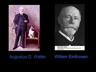 Augustus D. Waller   Willem Einthoven
 