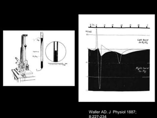 Waller AD. J Physiol 1887;
8:227-234
 
