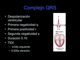 Complejo QRS
• Despolarización
  ventricular
• Primera negatividad q
• Primera positividad r
• Segunda negatividad s
• Duración 0.10
• TIDI
  – 0.04s izquierdo
  – 0.035s derecho
 