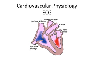 Cardiovascular Physiology
          ECG
 