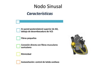 Nodo Sinusal
Características
En pared posterolateral superior de AD,
debajo de desembocadura de VCS
Fibras pequeñas
Conexión directa con fibras musculares
auriculares
Ritmicidad
Autoexitación: control de latido cardiaco
 