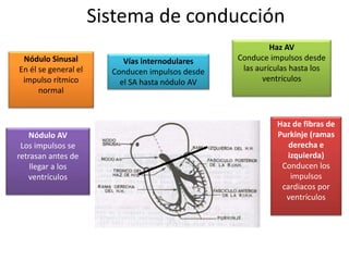 Sistema de conducción
Nódulo Sinusal
En él se general el
impulso rítmico
normal
Vías internodulares
Conducen impulsos desde
el SA hasta nódulo AV
Nódulo AV
Los impulsos se
retrasan antes de
llegar a los
ventrículos
Haz AV
Conduce impulsos desde
las aurículas hasta los
ventrículos
Haz de fibras de
Purkinje (ramas
derecha e
izquierda)
Conducen los
impulsos
cardiacos por
ventrículos
 