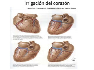 Irrigación del corazón
 