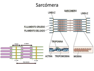 Sarcómera
 