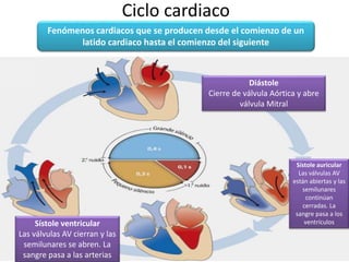 Ciclo cardiaco
Fenómenos cardiacos que se producen desde el comienzo de un
latido cardiaco hasta el comienzo del siguiente
Diástole
Cierre de válvula Aórtica y abre
válvula Mitral
Sístole auricular
Las válvulas AV
están abiertas y las
semilunares
continúan
cerradas. La
sangre pasa a los
ventrículosSístole ventricular
Las válvulas AV cierran y las
semilunares se abren. La
sangre pasa a las arterias
 