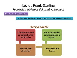 Ley de Frank-Starling
Regulación intrínseca del bombeo cardiaco
Otto Frank y Ernest Starling
+ distensión muscular = + fuerza de contracción y sangre bombeada
¿Por qué sucede?
Cantidad adicional
de sangre fluye a
ventrículos
Músculo más
distendido
Contracción más
fuerte
Ventrículo bombea
sangre adicional a
arterias
 