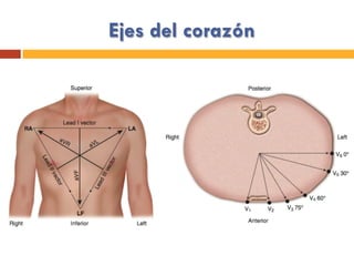 Ejes del corazón
 