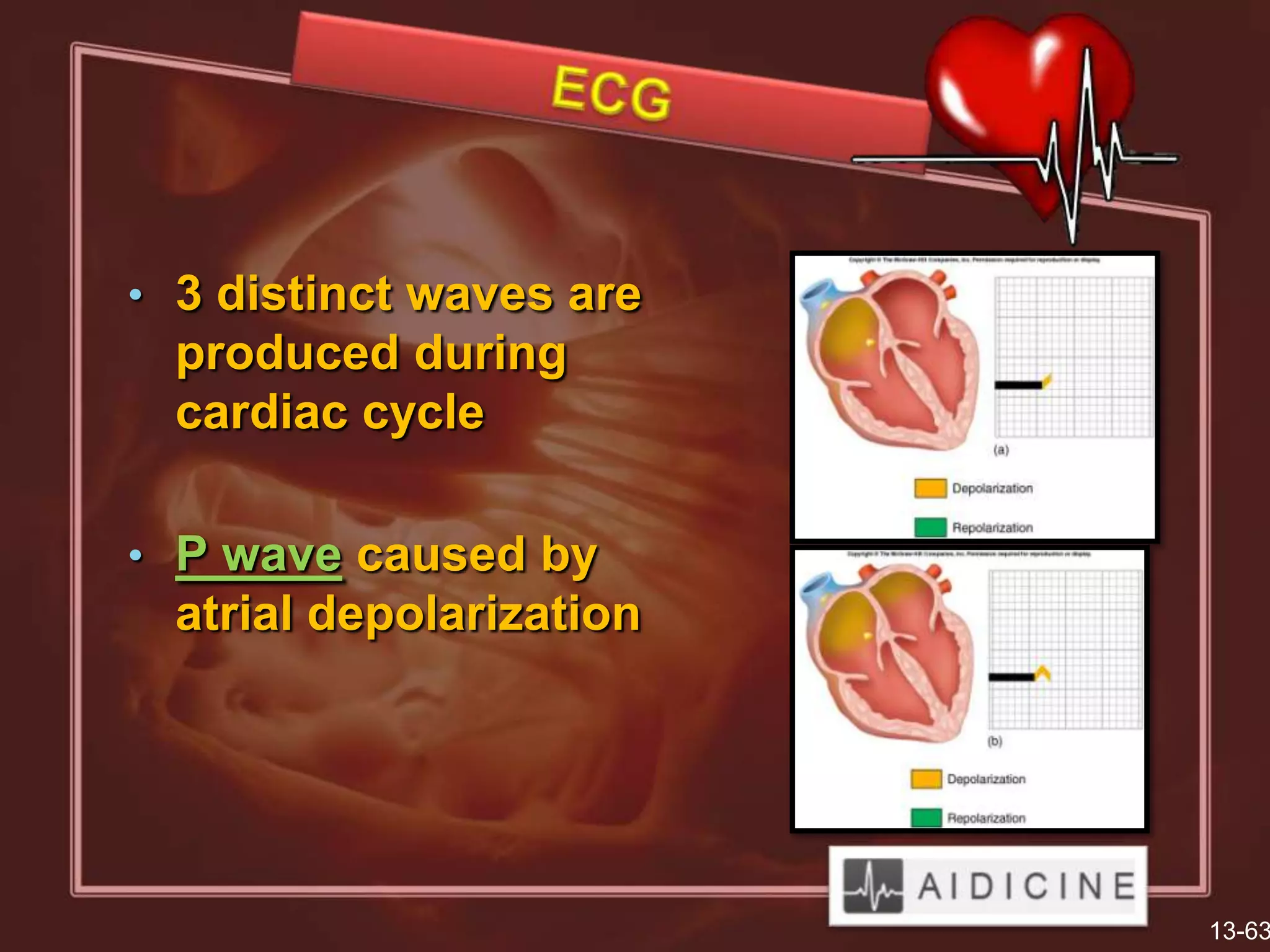 • 3 distinct waves are
  produced during
  cardiac cycle

• P wave caused by
  atrial depolarization




                          13-63
 
