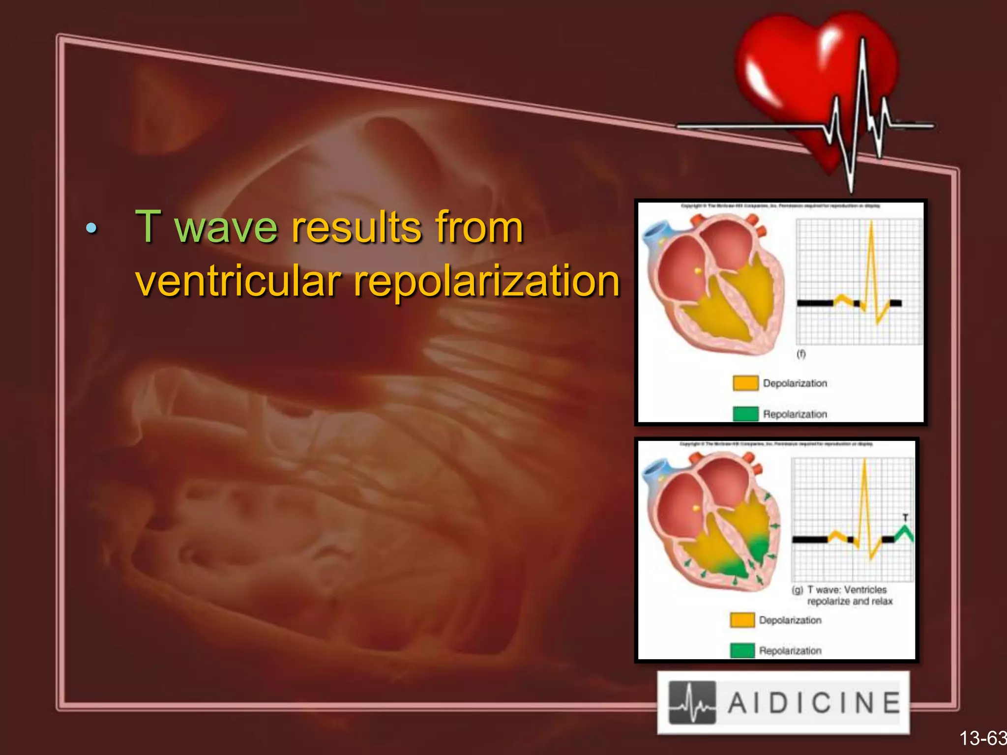 • T wave results from
  ventricular repolarization




                               13-63
 