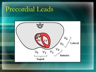 Precordial Leads
 
