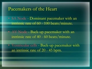 Pacemakers of the Heart
• SA Node - Dominant pacemaker with an
intrinsic rate of 60 - 100 beats/minute.
• AV Node - Back-up pacemaker with an
intrinsic rate of 40 - 60 beats/minute.
• Ventricular cells - Back-up pacemaker with
an intrinsic rate of 20 - 45 bpm.
 