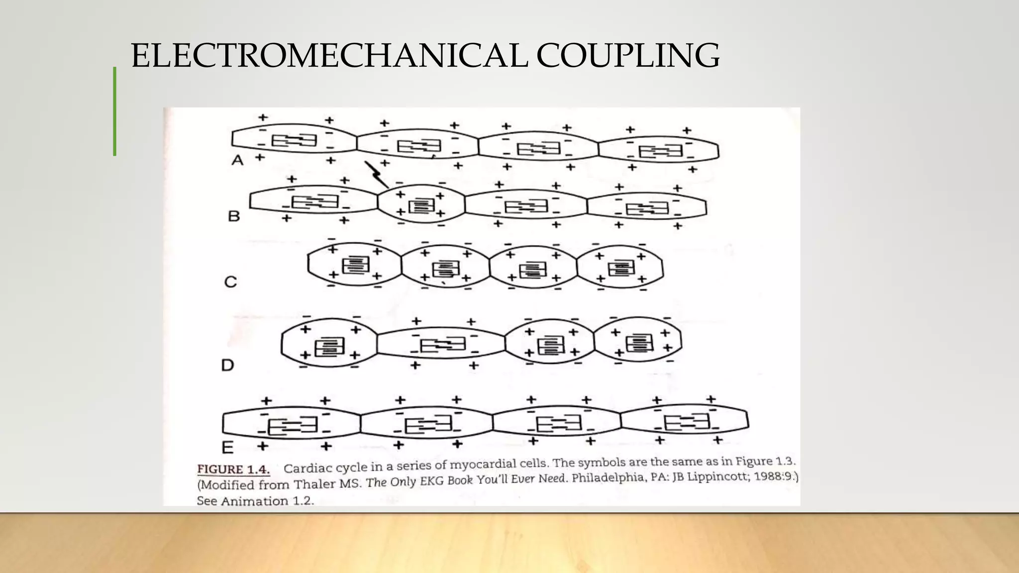 ELECTROMECHANICAL COUPLING
 