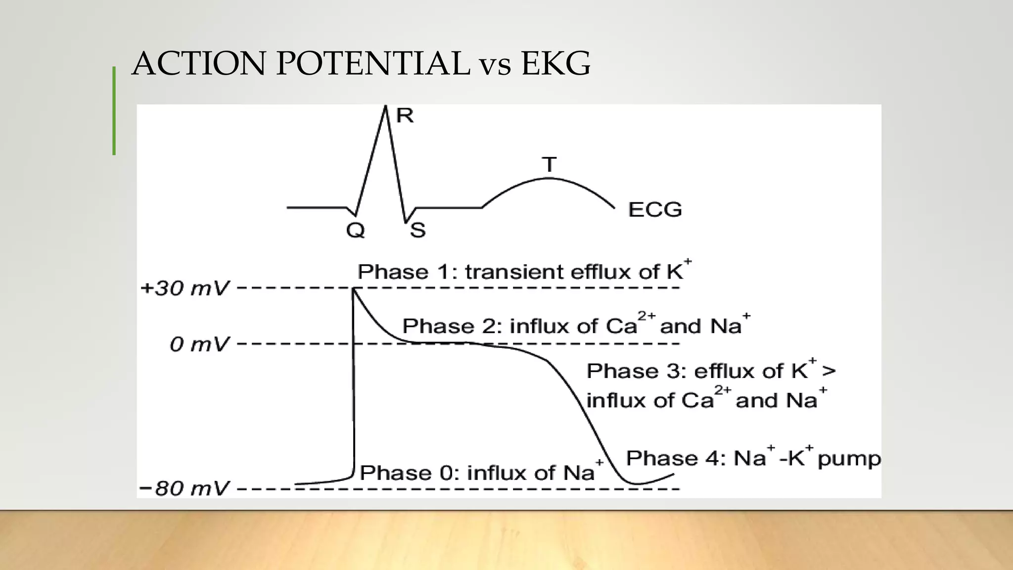 ACTION POTENTIAL vs EKG
 