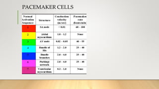 PACEMAKER CELLS
 