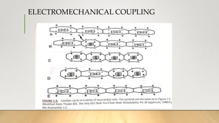 ELECTROMECHANICAL COUPLING
 