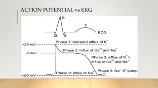ACTION POTENTIAL vs EKG
 