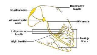 ECG basics powerpoint presentation slides | PPTX