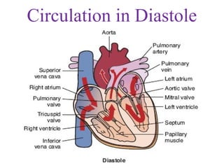 Circulation in Diastole
 