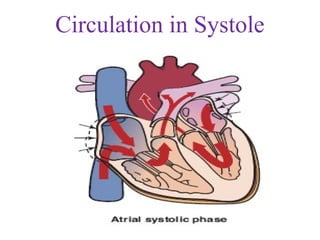 Circulation in Systole
 