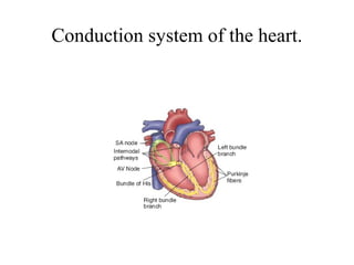 Conduction system of the heart.
 