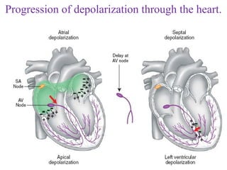 Pacemaker Depolarisation Ecg basics 1 | PPT