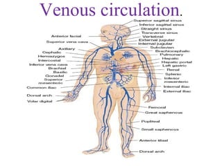 Venous circulation.
 