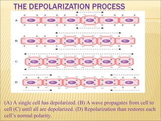 (A) A single cell has depolarized. (B) A wave propagates from cell to
cell (C) until all are depolarized. (D) Repolarization than restores each
cell’s normal polarity.
 
