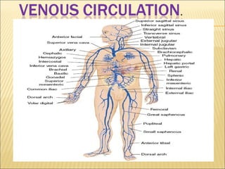 Art-labeling activity: the major systemic veins