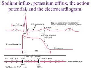 Sodium influx, potassium efflux, the action
potential, and the electrocardiogram.
 