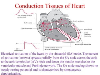Conduction Tissues of Heart
Electrical activation of the heart by the sinoatrial (SA) node. The current
of activation (arrows) spreads radially from the SA node across the atria
to the atrioventricular (AV) node and down the bundle branches to the
ventricular muscle and Purkinje network. The SA node tracing shows no
steady resting potential and is characterized by spontaneous
depolarization.
 