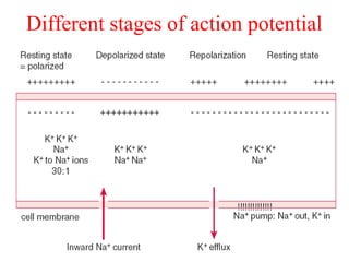 Different stages of action potential
 