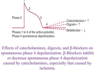 Effects of catecholamines, digoxin, and β-blockers on
spontaneous phase 4 depolarization. β-Blockers inhibit
or decrease spontaneous phase 4 depolarization
caused by catecholamines, especially that caused by
ischemia.
 