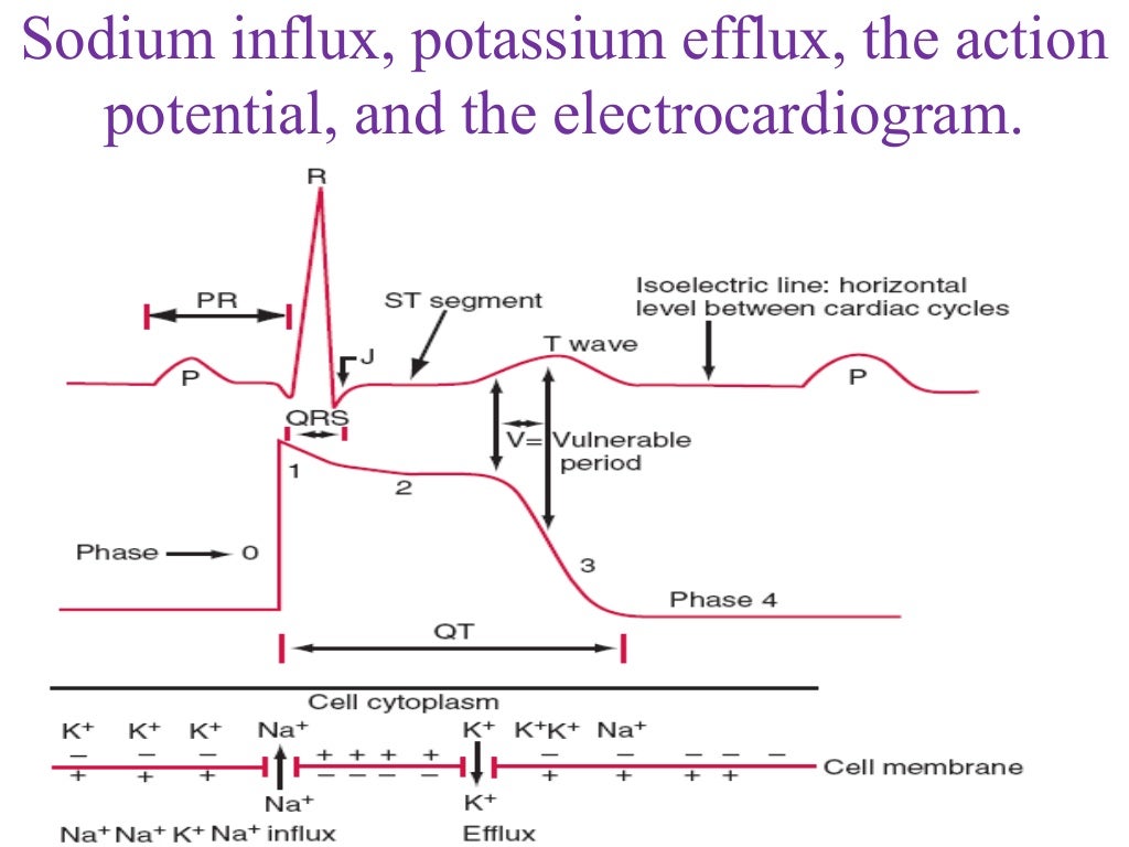 Ecg basics electric activity within heart