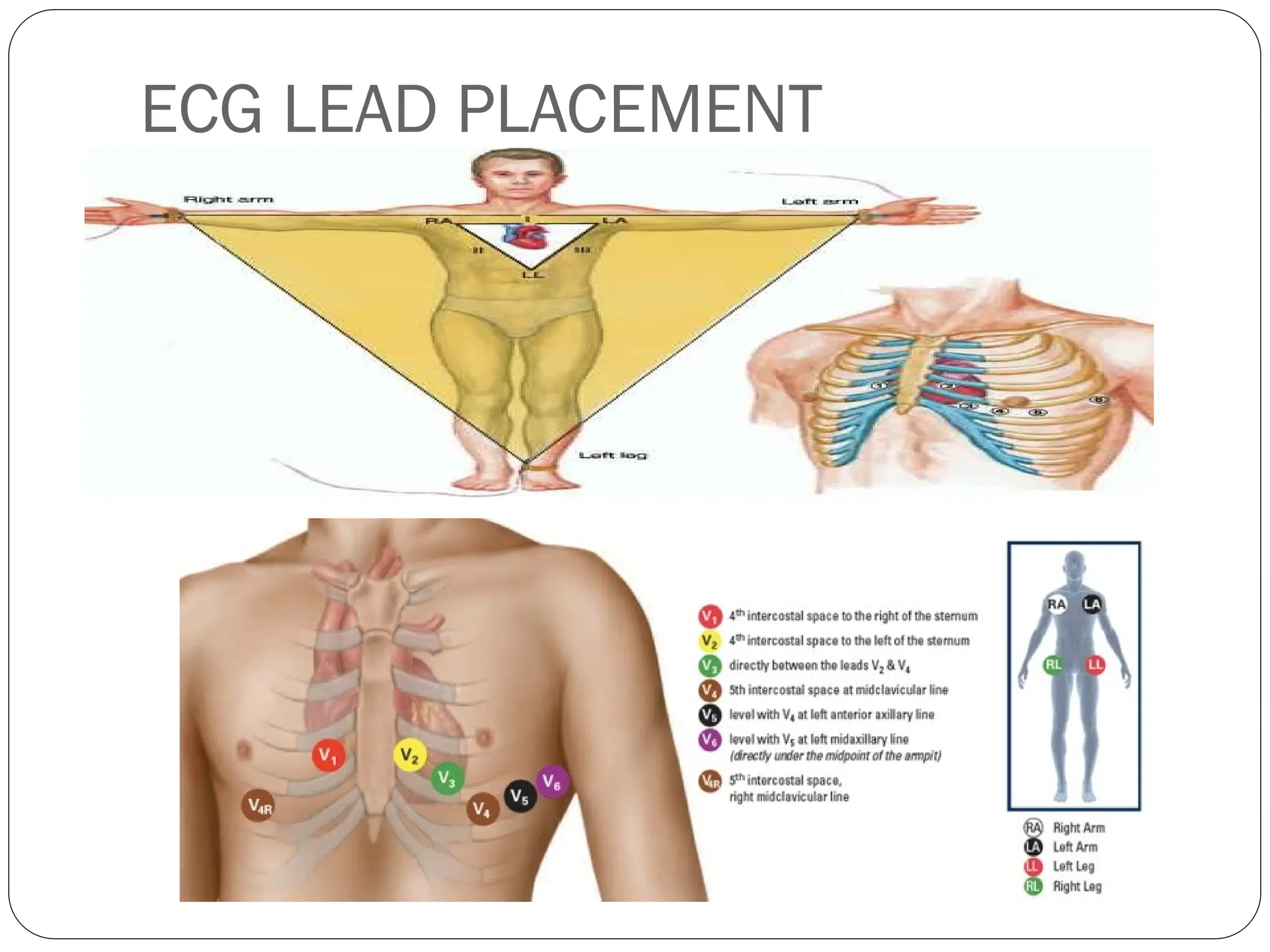 ECG BASICS physiology.ppt create by Muheeb | PPT