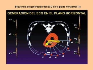 Secuencia de generación del ECG en el plano horizontal (1) 