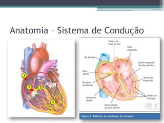 Anatomia – Sistema de Condução
 