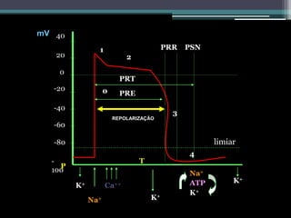 mV 40
                1                        PRR   PSN
   20                       2

    0
                          PRT
   -20              0     PRE

   -40
                                           3
                        REPOLARIZAÇÃO
   -60

   -80                                               limiar
                                               4
  -                             T
    P
  100                                          Na+
                                               ATP        K+
         K+         Ca++
                                               K+
              Na+                   K+
 