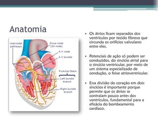 Anatomia   • Os átrios ficam separados dos
             ventrículos por tecido fibroso que
             circunda os orifícios valvulares
             entre eles.

           • Potenciais de ação só podem ser
             conduzidos, do sincício atrial para
             o sincício ventricular, por meio de
             um sistema especializado de
             condução, o feixe atrioventricular.

           • Essa divisão do coração em dois
             sincícios é importante porque
             permite que os átrios se
             contraiam pouco antes dos
             ventrículos, fundamental para a
             eficácia do bombeamento
             cardíaco.
 