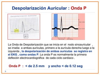 La Onda de Despolarización que se inicia en el  nodo sinoauricular  , se irradia  a ambas aurículas, primero a la aurícula derecha luego a la izquierda  , la despolarización de ambas aurículas  se registra en el EKG , como ondas P . La onda P es normalmente la primera deflexión electrocardiográfica  de cada ciclo cardiaco . Despolarización Auricular :   Onda P Onda P  :   < de 2.5 mm  y ancho < de 0.12 seg 