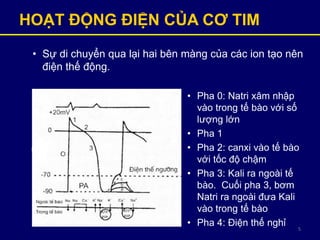 5
HOẠT ĐỘNG ĐIỆN CỦA CƠ TIM
• Sự di chuyển qua lại hai bên màng của các ion tạo nên
điện thế động.
• Pha 0: Natri xâm nhập
vào trong tế bào với số
lượng lớn
• Pha 1
• Pha 2: canxi vào tế bào
với tốc độ chậm
• Pha 3: Kali ra ngoài tế
bào. Cuối pha 3, bơm
Natri ra ngoài đưa Kali
vào trong tế bào
• Pha 4: Điện thế nghỉ
 